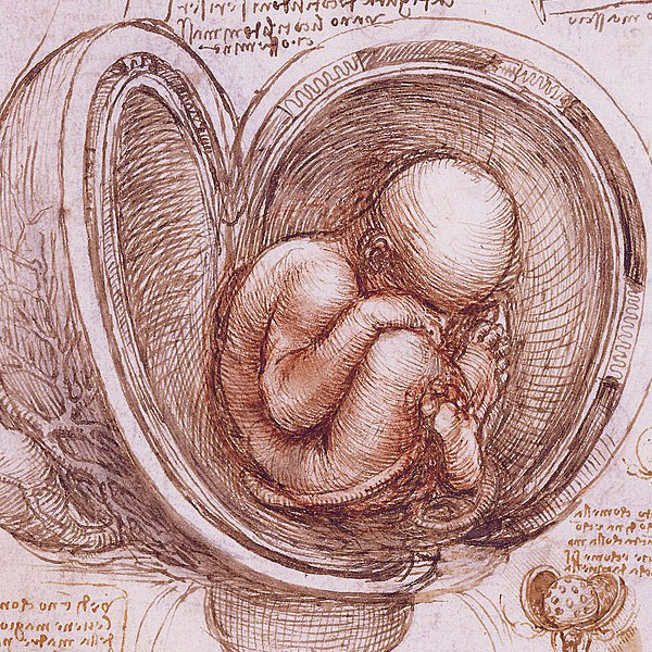 image of an open womb with a fetus inside, taken from Leonardo da Vinci's notebooks