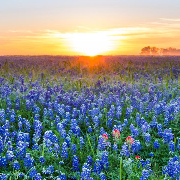 photo of a flower field at sunset, from Visit Austin