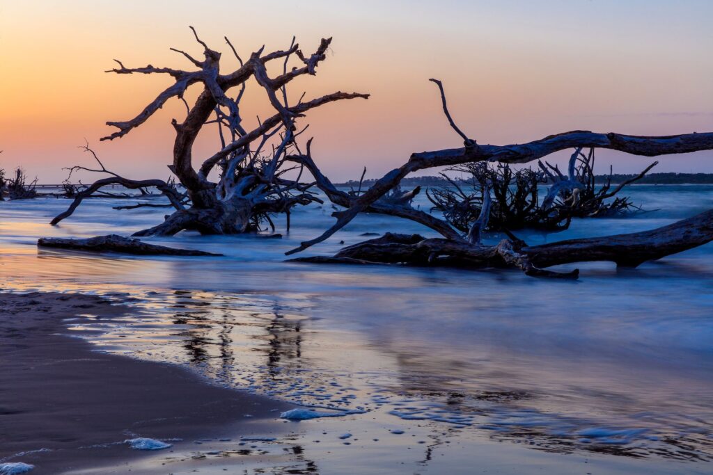 photo of driftwood on a beach at sunset in Jacksonville, Florida